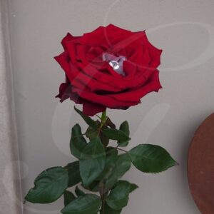 Rosa Gioiello Giambarioli.it