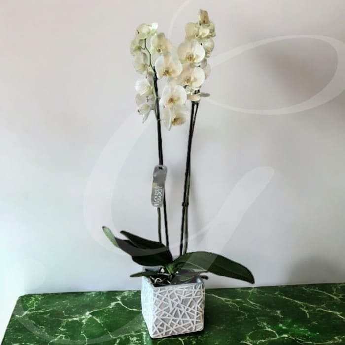 Giambarioli Atelier Floreale Casa e Regalo Orchidea 2 steli