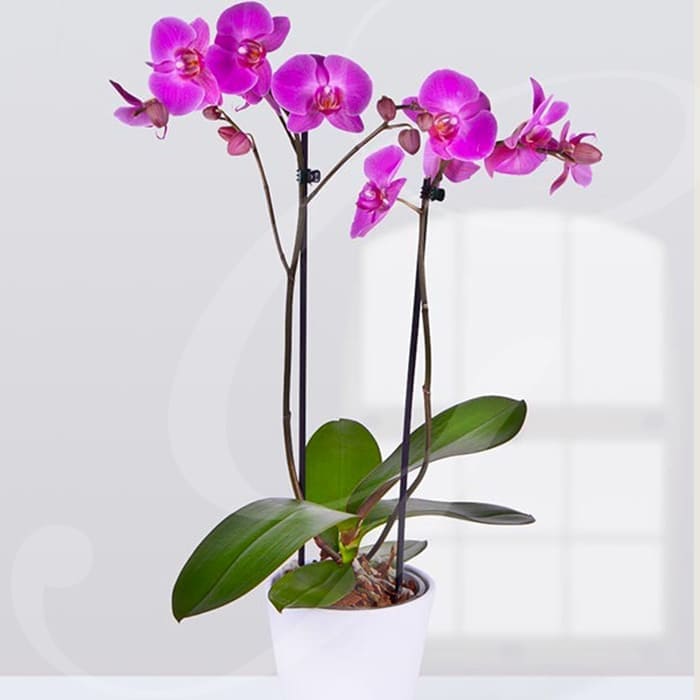 Giambarioli Atelier Floreale Casa e Regalo Orchidea 2 steli