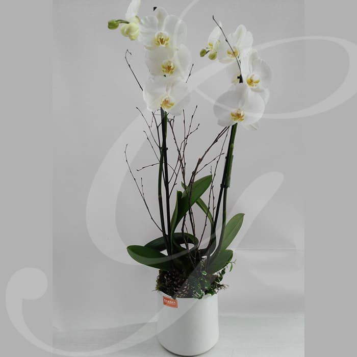 Giambarioli Atelier Floreale Casa e Regalo Orchidea 2 steli